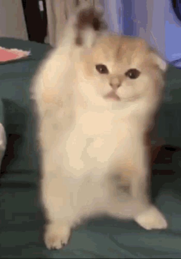 Sad cat dance by Whitesynchro Sound Effect - Meme Button - Tuna