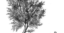 Illustration of the Albero Gemid, showcasing its leaves, twigs, and flowering branches in detailed botanical style.