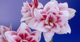 Amiaryllis Type your text to hear it in the voice of amiaryllis.