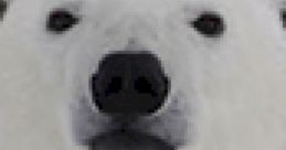 Close-up of a polar bear's face showcasing its distinctive white fur and black nose, highlighting its majestic features.