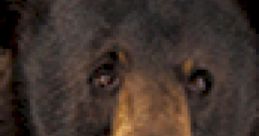 Close-up of a Grizzly Bear's face, showcasing its distinctive features and expressive eyes, highlighting wildlife beauty.