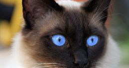 Siamese Cat Type your text to hear it in the voice of Siamese Cat.