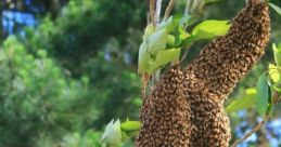 Bee Swarm Buzzing Type your text to hear it in the voice of Bee Swarm Buzzing.