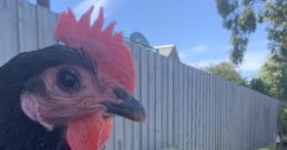 Close-up of a black chicken with a vibrant red comb, surrounded by green grass and a wooden fence backdrop.