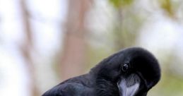 An Actual Crow Type your text to hear it in the voice of An Actual Crow.