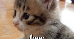 Aw aw cat Type your text to hear it in the voice of aw aw cat.