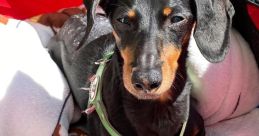 Crusoe (Crusoe the Dachshund) reposted Type your text to hear it in the voice of Crusoe (Crusoe the Dachshund) reposted.