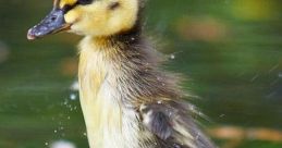 Small Animal Treading Water In a shallow pond, the delicate pitter-patter of tiny feet splashing through the water can be