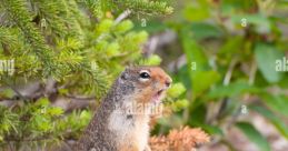 Chipmunk (Other) Type your text and hear it in the voice of Chipmunk (Other).