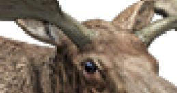 Close-up of a moose showcasing its prominent antlers and expressive eyes, highlighting its majestic features in nature.