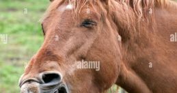 Neigh The of a panicked horse neigh reverberated through the barn, sending shivers down the spines of all who heard it. The