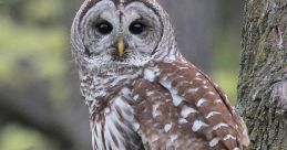 Barredowl The night was alive with the orchestral hum of peepers, their shrill chirping creating a cacophony that echoed