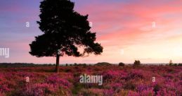 Heathland In the heath landscape of Heathland S, the of nature intertwine with general noise to create a harmonious