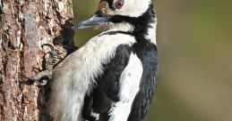 Great-Spotted-Woodpecker Great-Spotted-Woodpecker 