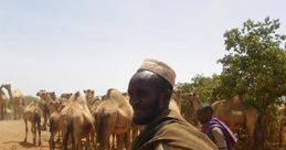 Pastoralism The first you hear is the calm sheep flock ambiance, a soothing symphony of gentle bleating and soft footfalls.