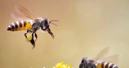 Bees-Buzzing Bees-Buzzing 