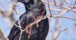 Black crow perched on a tree branch against a clear blue sky, showcasing its glossy feathers and keen gaze.