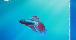 Windows 7 Delta Edition DVD cover showcasing 64-bit version, featuring vibrant blue background and Betta fish graphic.