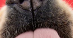 Close-up of a dog’s nose and tongue, showcasing the playful nature of canines in a lively, colorful setting.