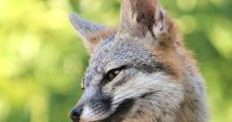 Ranger Fox (Genuine, Adaptable, Distinct North American Male Voice) Type your text to hear it in the voice of Ranger Fox.