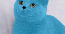 Smurfcat Smurfcat