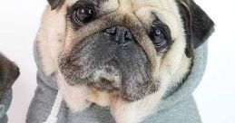 Puggy Smalls Dog. Type your text to hear it in the voice of Puggy Smalls