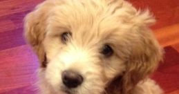 Bentley The Goldendoodle Puppy Type your text to hear it in the voice of Bentley The Goldendoodle Puppy. Bentley, the