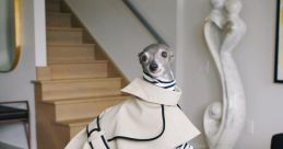 Tika the Iggy Type your text to hear it in the voice of Tika the Iggy. Tika the Iggy, an Italian Greyhound, has captured