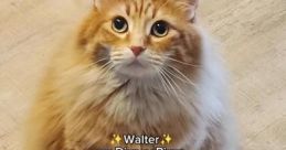 Walter the Catt Type your text to hear it in the voice of Walter the Catt. Walter the Cat has an enigmatic presence that