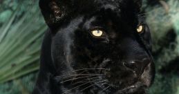 BlackJaguar-WhiteTiger Type your text to hear it in the voice of BlackJaguar-WhiteTiger. The organization