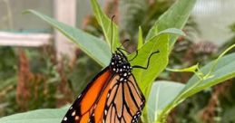 Butterfly releases at the Butterfly House: An Insect Zoo Butterfly House- Release a butterfly. Type your text to hear it