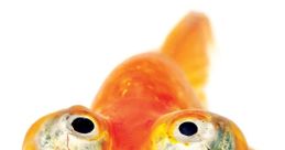 GoldFish Type your text to hear it in the voice of GoldFish. The aquatic habitat of a goldfish is a symphony often unnoticed