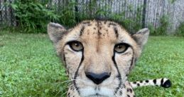 Cincinnati Zoo Cheetahs Type your text to hear it in the voice of Cincinnati Zoo Cheetahs. The Cincinnati Zoo is abuzz