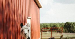 Prairie Patch Farm Llamas Type your text to hear it in the voice of Prairie Patch Farm Llamas. The farm is alive with on