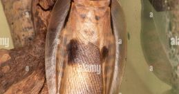 Cockroach Dedications at the Butterfly House: an Insect Zoo . Type your text to hear it in the voice of Cockroach