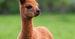 Alpaca Alpaca 