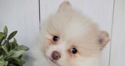 Lala and Darla Pomeranian Type your text to hear it in the voice of Lala and Darla Pomeranian. The soft whirring of the