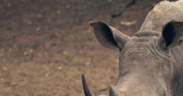 Rhinos at Houston Zoo Type your text to hear it in the voice of Rhinos at Houston Zoo. The heavy thud of the rhinoceros'