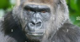 Western Lowland Gorillas Type your text to hear it in the voice of Western Lowland Gorillas. The associated with Western