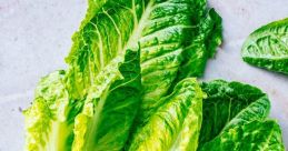 Romaine Lettuce Type your text to hear it in the voice of Romaine Lettuce. The first that resonates in the surroundings