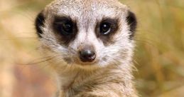 Meerka the Meerkat Furry. Type your text to hear it in the voice of Meerka the Meerkat