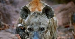 The hyena Type your text to hear it in the voice of The hyena. The hyena Computer AI emits a series of mechanical whirrs and