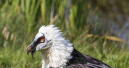 Vulture with striking black and white plumage stands on green grass near a water source, showcasing its unique features.