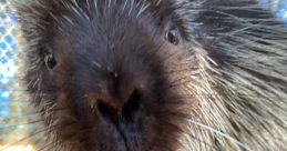 Porcupines Fezzik & Tarth at Stone Zoo Type your text to hear it in the voice of Porcupines Fezzik & Tarth at Stone Zoo. The