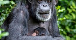 Princess the Famepark Chimpanzee Type your text to hear it in the voice of Princess the Famepark Chimpanzee. The first that