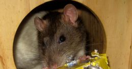 Mice & Rat Enrichment Type your text to hear it in the voice of Mice & Rat Enrichment. The first that fills the room is the