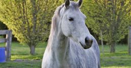 Horse Type your text to hear it in the voice of Horse. The first that fills the air is the gentle clip-clop of hooves on