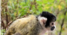 Squirrel Monkeys Type your text to hear it in the voice ofuirrel Monkeys.uirrel monkeys are known for their vocalizations