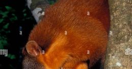 Manaus the South American Coatis Type your text to hear it in the voice of Manaus the South American Coatis. The bustling