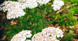 Yarrow Type your text to hear it in the voice of Yarrow. The first thing you notice when you start interacting with Yarrow